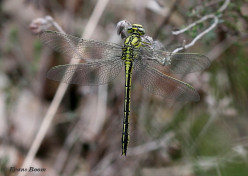 3283- Plasrombout - Gomphus pulchellus