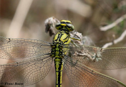 3284- Plasrombout - Gomphus pulchellus