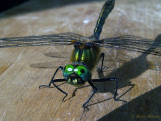 4573-- Smaragdlibel - Cordulia aenea