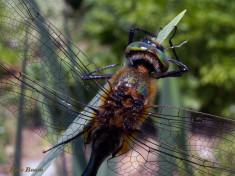 4576-- Smaragdlibel - Cordulia aenea