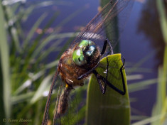 4577-- Smaragdlibel - Cordulia aenea