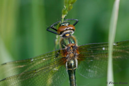 4610-- Smaragdlibel - Cordulia aenea