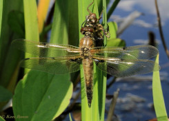 5450- Viervlek - Libellula quadrimaculata
