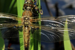 5451- Viervlek - Libellula quadrimaculata