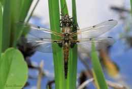 5455- Viervlek - Libellula quadrimaculata
