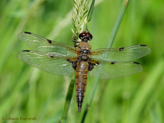 5455b- Viervlek - Libellula quadrimaculata