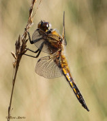 5456- Viervlek - Libellula quadrimaculata