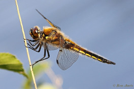 5457- Viervlek - Libellula quadrimaculata