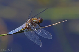 5593-Platbuik-Libellula-depressa