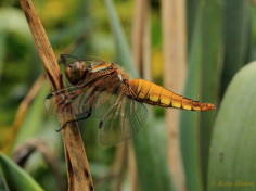 5612- Platbuik - Libellula depressa.
