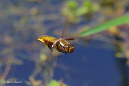 5613-Platbuik-Libellula-depressa