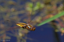 5614-Platbuik-Libellula-depressa