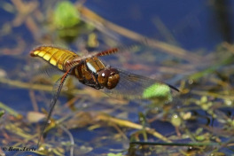 5615-Platbuik-Libellula-depressa