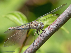 5945C-Zuidelijke-oeverlibel-Orthetrum-brunneum