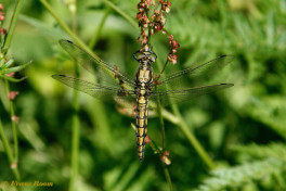 5969- Gewone oeverlibel - Orthetrum cancellatum