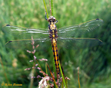5969G-Gewone-oeverlibel-Orthetrum-cancellatum