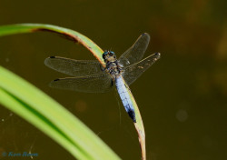 5970- Gewone oeverlibel - Orthetrum cancellatum