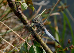 5971b- Gewone oeverlibel - Orthetrum cancellatum