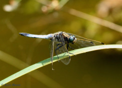 5972- Gewone oeverlibel - Orthetrum cancellatum