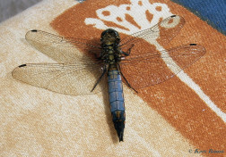 5973- Gewone oeverlibel - Orthetrum cancellatum