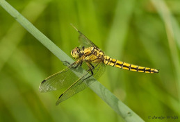 5989-Gewone-oeverlibel-Orthetrum-cancellatum