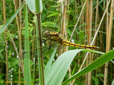 5990- Gewone oeverlibel - Orthetrum cancellatum