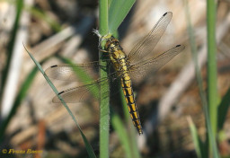 5992- Gewone oeverlibel - Orthetrum cancellatum