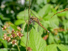 5995-Gewone-Oeverlibel-Orthetrum-cancellatum