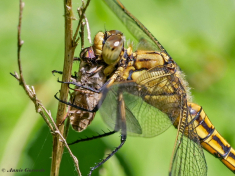 5995D-Gewone-Oeverlibel-Orthetrum-cancellatum