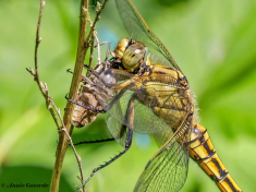 5995F-Gewone-Oeverlibel-Orthetrum-cancellatum