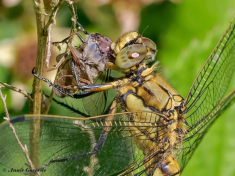 5995H-Gewone-Oeverlibel-Orthetrum-cancellatum
