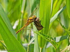 5997-Gewone-Oeverlibel-Orthetrum-cancellatum