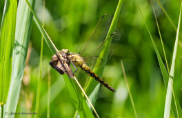 5997D-Gewone-Oeverlibel-Orthetrum-cancellatum