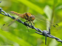 5998-Gewone-Oeverlibel-Orthetrum-cancellatum