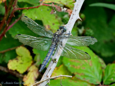 6000- Gewone oeverlibel - Orthetrum cancellatum