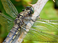 6001- Gewone oeverlibel - Orthetrum cancellatum
