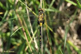 6520-Venwitsnuitlibel-Leucorrhinia-dubia