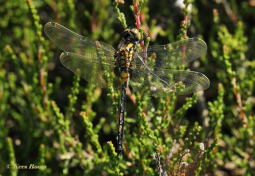 6521-Venwitsnuitlibel-Leucorrhinia-dubia