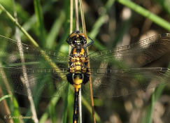 6522-Venwitsnuitlibel-Leucorrhinia-dubia