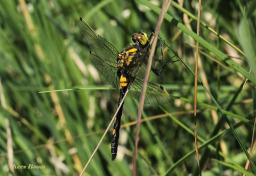 6525-Venwitsnuitlibel-Leucorrhinia-dubia