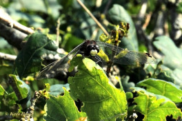 6532-Venwitsnuitlibel-Leucorrhinia-dubia