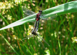 6550- Venwitsnuitlibel - leucorrhinia dubia