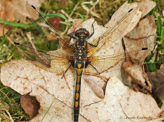 6710-Noordse-witsnuitlibel-Leucorrhinia-rubicunda