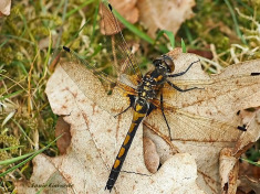 6711-Noordse-witsnuitlibel-Leucorrhinia-rubicunda