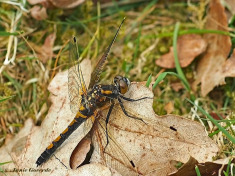 6712-Noordse-witsnuitlibel-Leucorrhinia-rubicunda