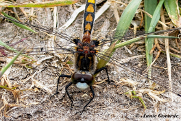 6861C-Gevlekte-witsnuitlibel-Leucorrhinia-pectoralis