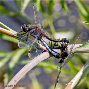 6880-Gevlekte-witsnuitlibel-Leucorrhinia-pectoralis