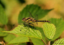 7380- Zwarte heidelibel - Sympetrum danae