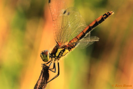7410- Zwarte heidelibel - Sympetrum danae