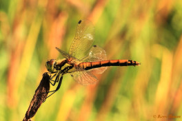 7411- Zwarte heidelibel - Sympetrum danae